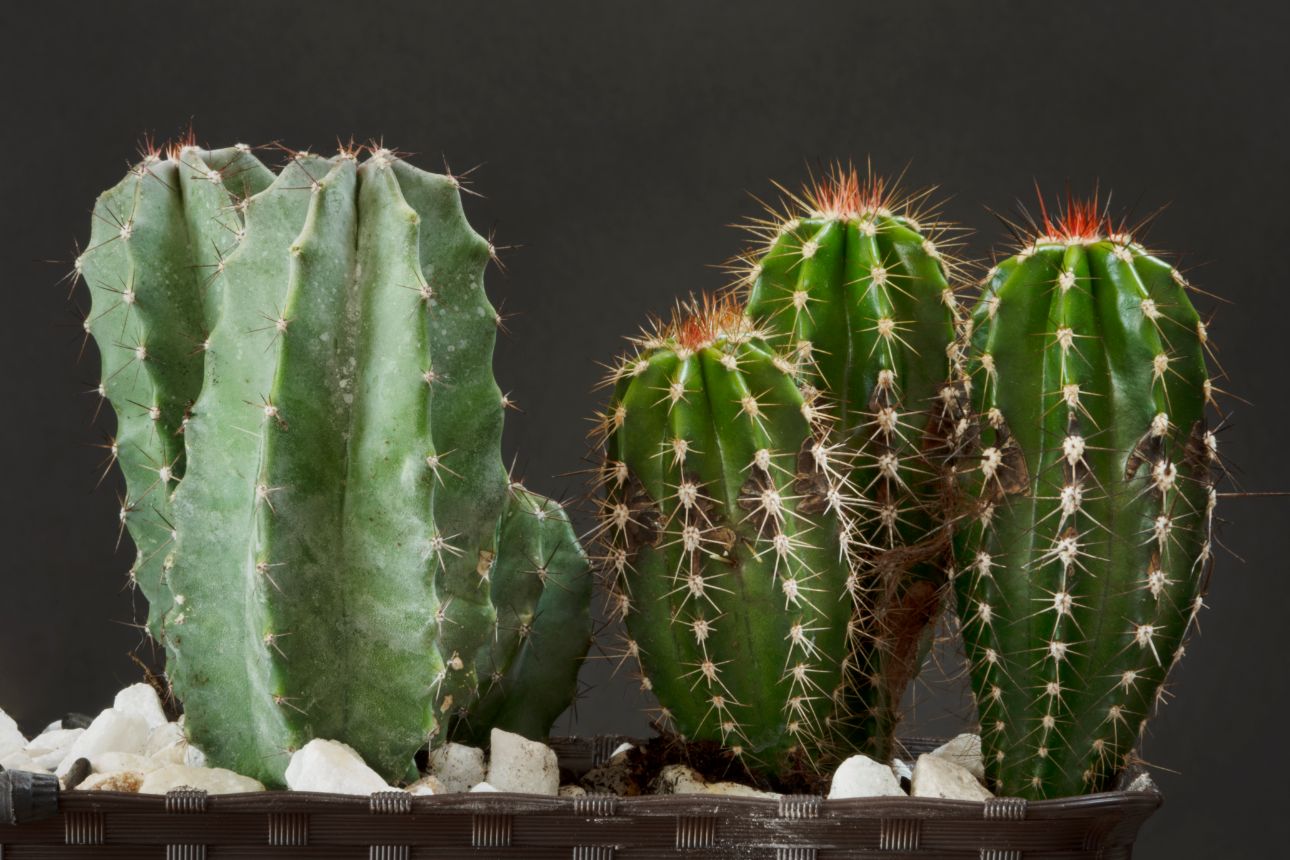 cactussen 